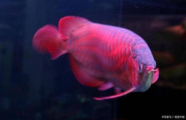 龍魚的背景用什么顏色：如何判斷龍魚的背景顏色