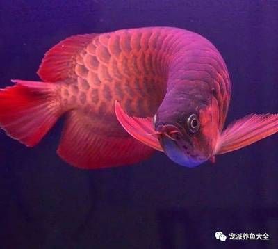 龍魚的背景用什么顏色：如何判斷龍魚的背景顏色