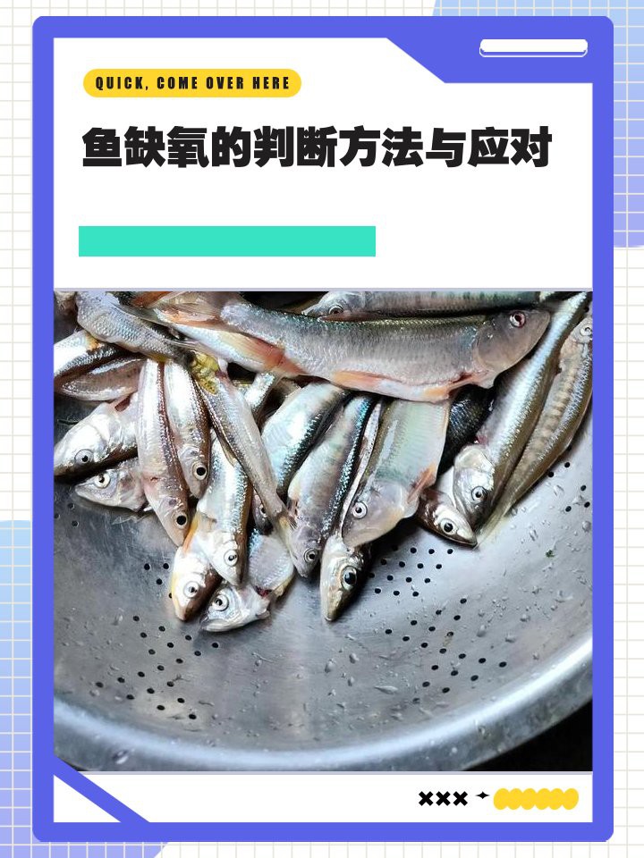 如何判斷龍魚是否長期缺氧？