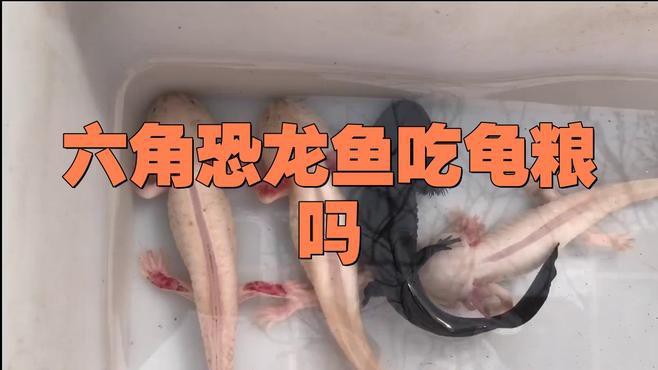 恐龍魚吃龜糧嗎怎么喂