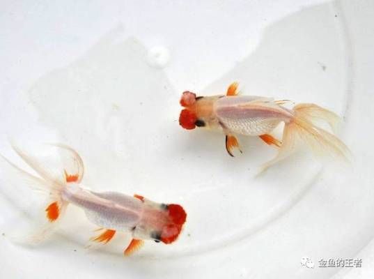 龍魚藥浴，關于龍魚藥浴的注意事項和步驟