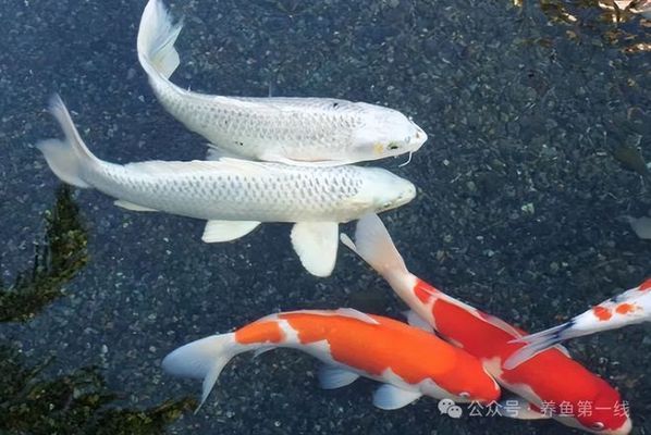 龍魚藥浴，關于龍魚藥浴的注意事項和步驟