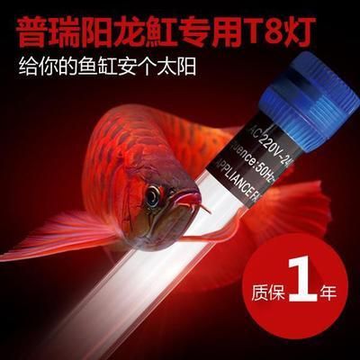 色溫對龍魚發(fā)色的影響大嗎：紅龍魚發(fā)色技巧和注意事項色溫對龍魚發(fā)色影響的具體信息 色溫對龍魚發(fā)色的影響大嗎：紅龍魚發(fā)色技巧和注意事項色溫對龍魚發(fā)色影響的具體信息 龍魚百科 第5張