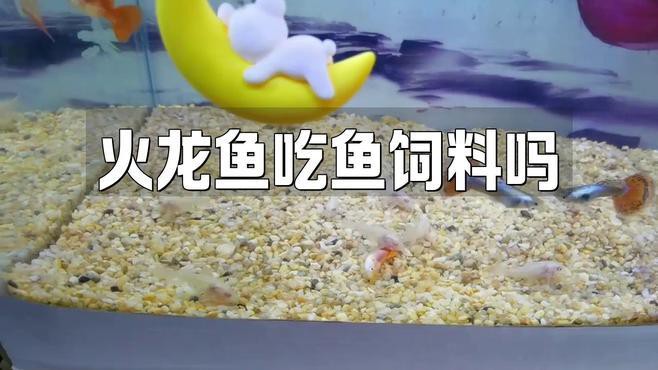 如何給小火龍魚喂食？
