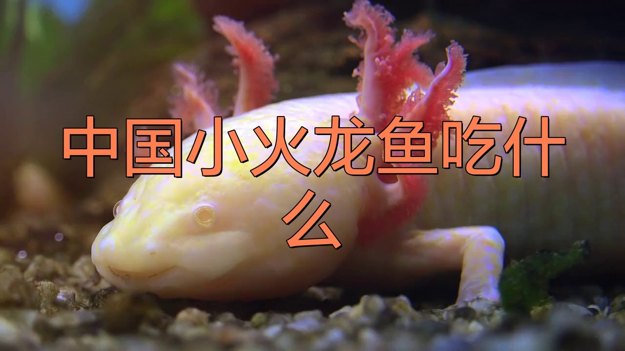 如何給小火龍魚喂食？