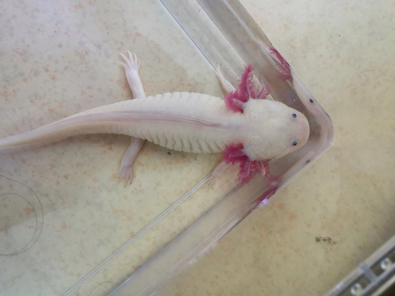 如何給六角龍魚消毒？ 如何給六角龍魚消毒？ 龍魚百科 第2張