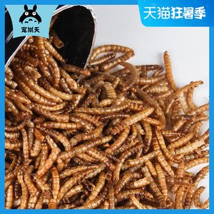 金龍魚吃了面包蟲后偏吃怎么辦：金龍魚吃面包蟲多了,現在不吃東西乙,怎么辦