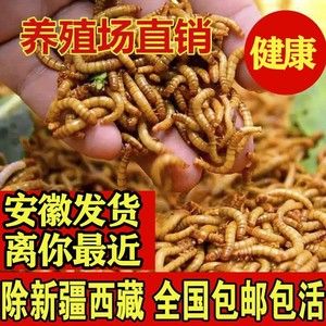 金龍魚吃了面包蟲后偏吃怎么辦：金龍魚吃面包蟲多了,現在不吃東西乙,怎么辦