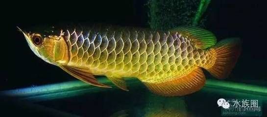 龍魚中毒了怎么辦：龍魚中毒急救步驟和注意事項，