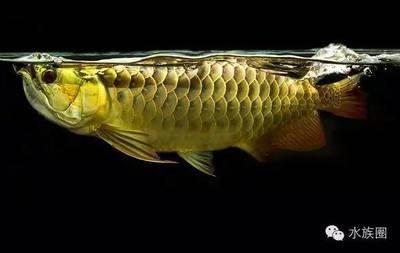龍魚中毒了怎么辦：龍魚中毒急救步驟和注意事項，