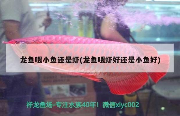 龍魚喂小魚好還是小蝦好一點，龍魚喂食時選擇小魚還是小蝦