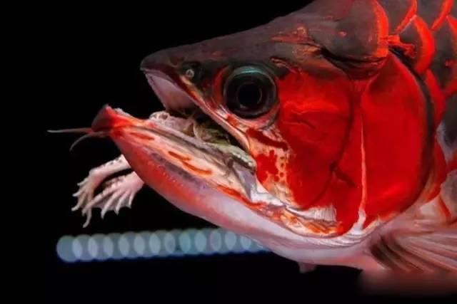 龍魚喂小魚好還是小蝦好一點，龍魚喂食時選擇小魚還是小蝦