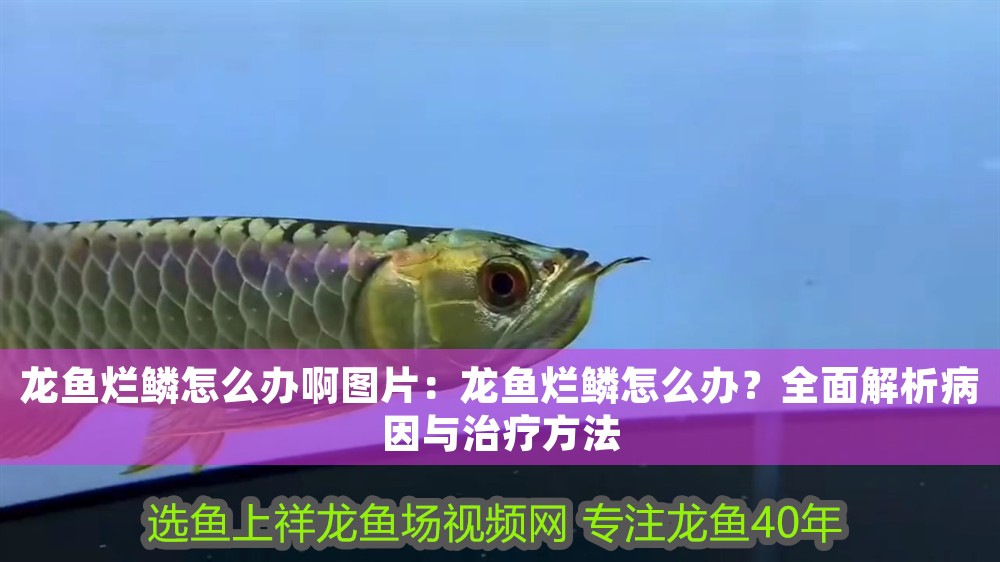 龍魚爛鱗怎么辦啊圖片：龍魚爛鱗怎么辦？全面解析病因與治療方法 龍魚爛鱗怎么辦啊圖片：龍魚爛鱗怎么辦？全面解析病因與治療方法 龍魚百科 第1張