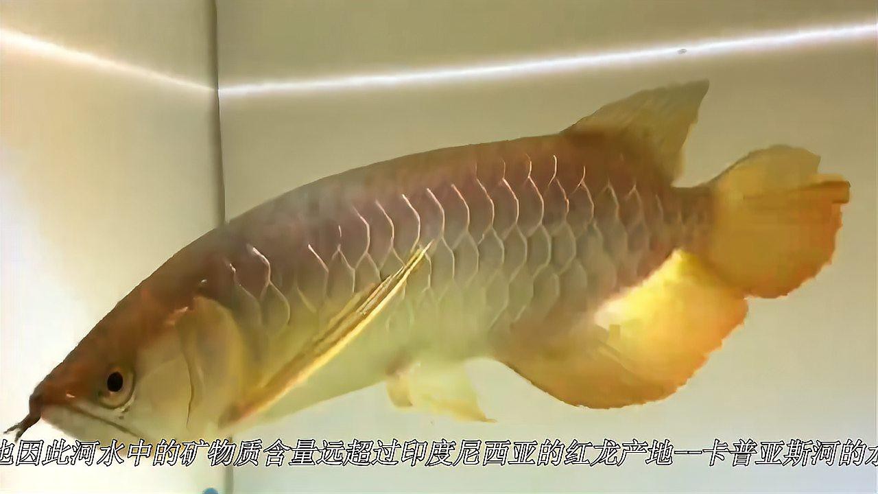 如何區分金頭金龍和過背金龍？ 如何區分金頭金龍和過背金龍？ 龍魚百科 第5張