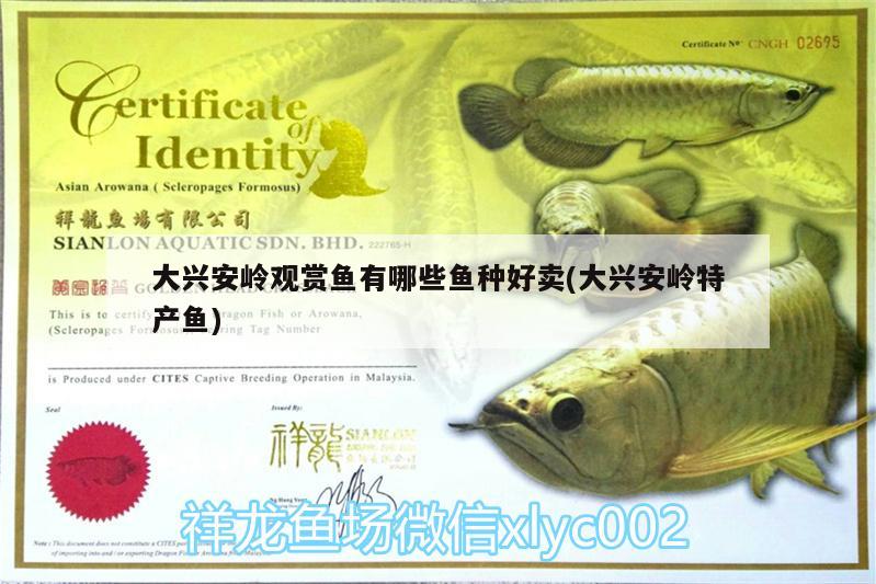 大興安嶺觀賞魚有哪些魚種好賣(大興安嶺特產魚)