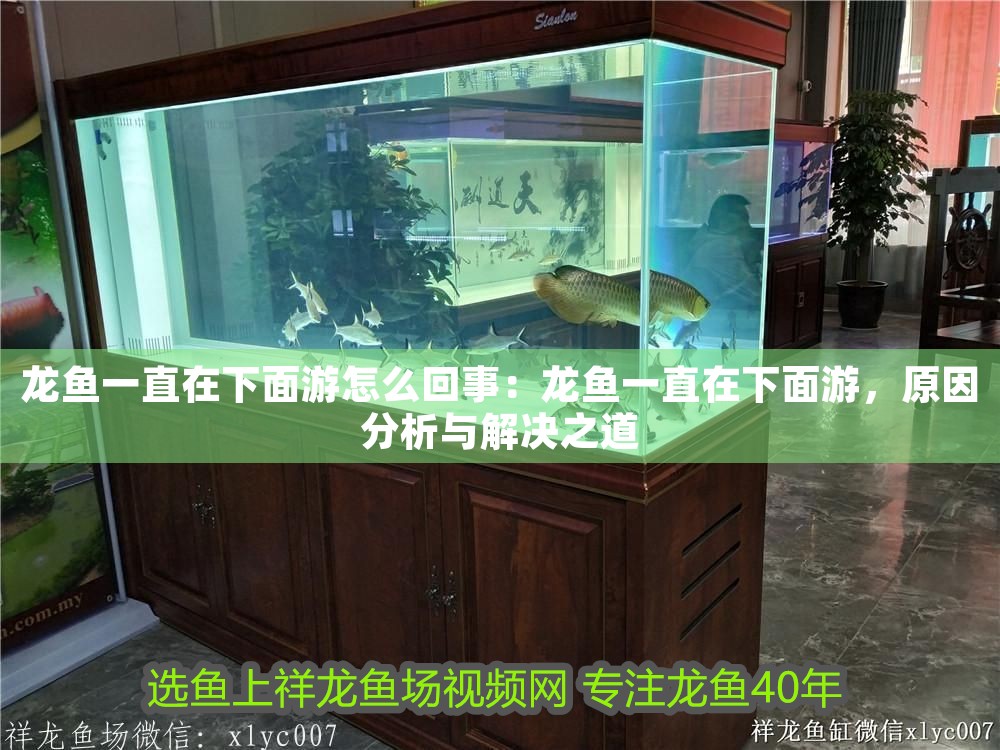 龍魚一直在下面游怎么回事：龍魚一直在下面游，原因分析與解決之道