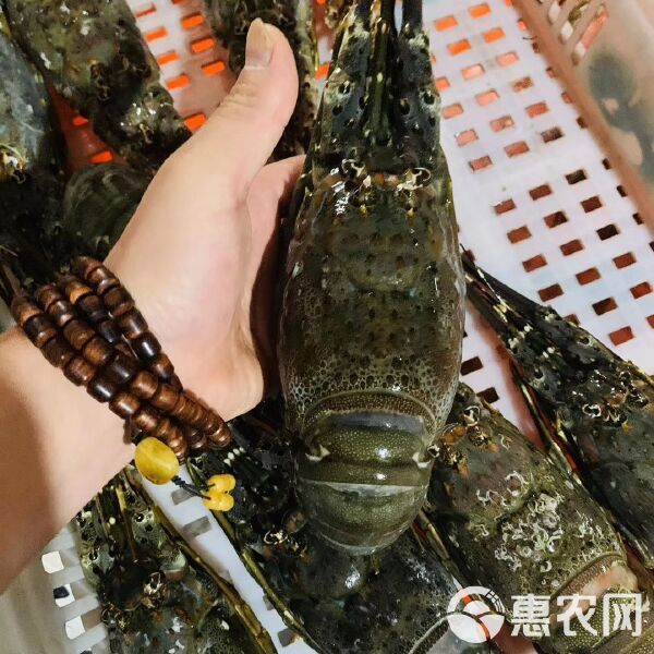 哪些電商平臺有淡水小青龍的售賣？