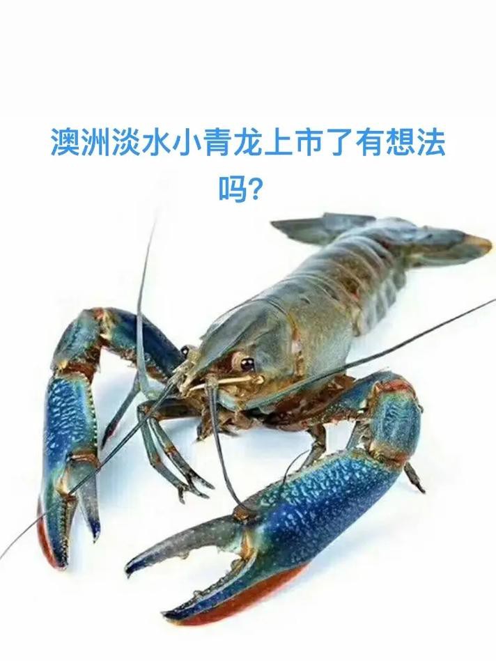 哪些電商平臺有淡水小青龍的售賣？