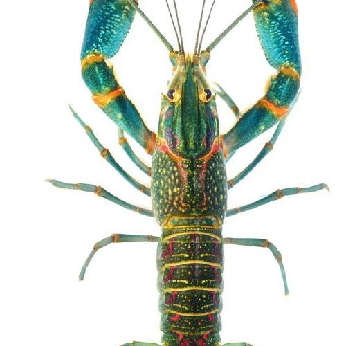 哪些電商平臺有淡水小青龍的售賣？