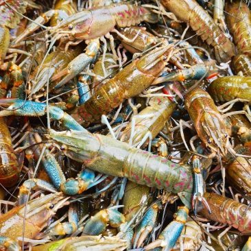 哪些電商平臺有淡水小青龍的售賣？