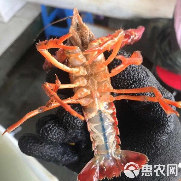 哪些電商平臺有淡水小青龍的售賣？