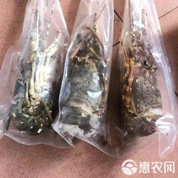 哪些電商平臺有淡水小青龍的售賣？