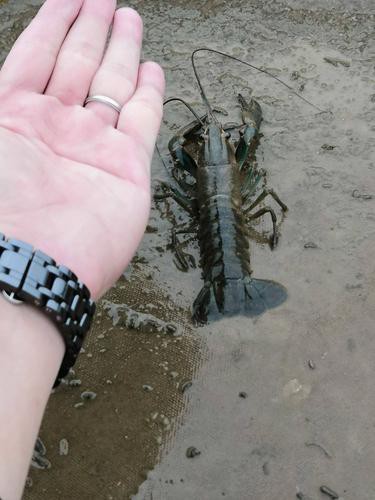 哪些電商平臺有淡水小青龍的售賣？