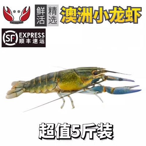 哪些電商平臺有淡水小青龍的售賣？