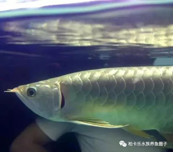 龍魚魚鰓出現一個洞 龍魚百科 第10張 龍魚魚鰓出現一個洞 龍魚魚鰓出現一個洞 龍魚百科 第10張