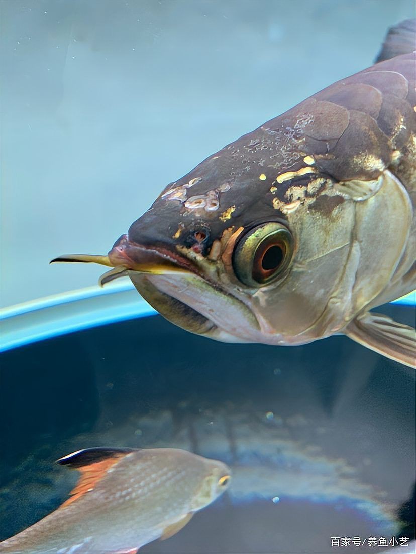 龍魚魚鰓出現一個洞 龍魚百科 第6張 龍魚魚鰓出現一個洞 龍魚魚鰓出現一個洞 龍魚百科 第6張