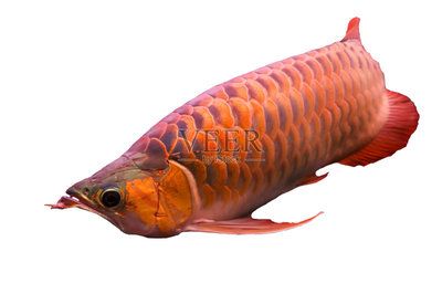紅色的龍魚叫什么（世界上8大紅龍魚品種，一條價值268萬元！）