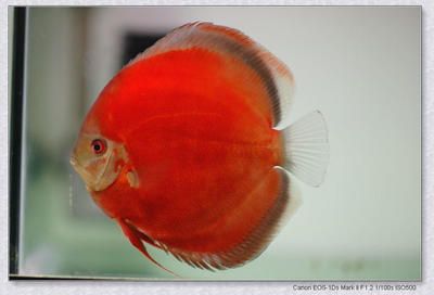 紅色的龍魚叫什么（世界上8大紅龍魚品種，一條價值268萬元！）