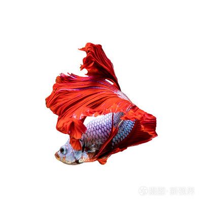 紅色的龍魚叫什么（世界上8大紅龍魚品種，一條價值268萬元！）