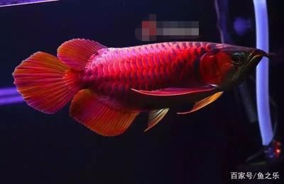 紅色的龍魚叫什么（世界上8大紅龍魚品種，一條價值268萬元！）