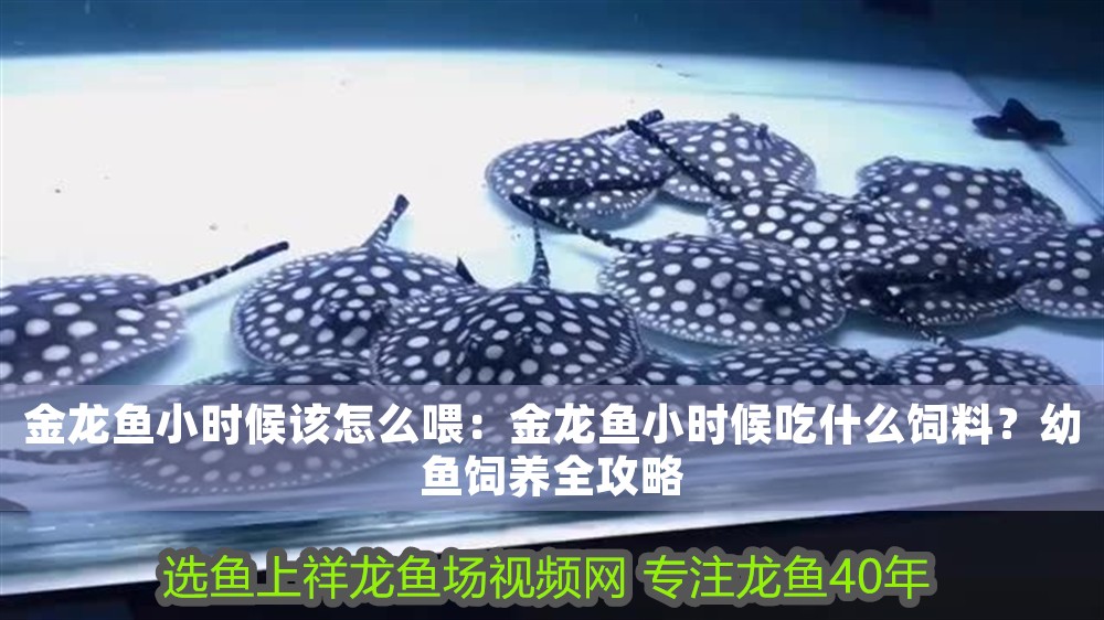 金龍魚小時候該怎么喂：金龍魚小時候吃什么飼料？幼魚飼養(yǎng)全攻略