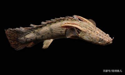 恐龍王魚與虎紋恐龍魚（恐龍王魚與虎紋恐龍魚有什么區別） 恐龍王魚與虎紋恐龍魚（恐龍王魚與虎紋恐龍魚有什么區別） 龍魚百科 第3張