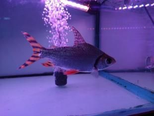 飛鳳魚會吸龍魚嗎怎么養：飛鳳魚不適合與龍魚混養，可能會導致龍魚死亡的情況出現 飛鳳魚會吸龍魚嗎怎么養：飛鳳魚不適合與龍魚混養，可能會導致龍魚死亡的情況出現 龍魚百科 第2張