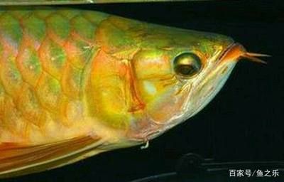 龍魚為什么要做手術：龍魚為何需要進行手術治療？