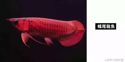龍魚為什么要做手術(shù)：龍魚為何需要進(jìn)行手術(shù)治療？