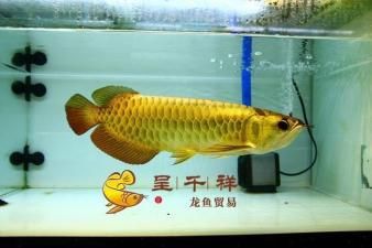 金金龍魚藍(lán)底過背：藍(lán)底過背金龍魚值得購買嗎？