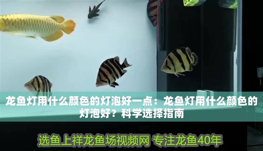 龍魚燈用什么顏色的燈泡好一點：龍魚燈用什么顏色的燈泡好？科學選擇指南