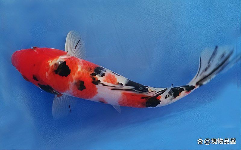 錦鯉昭和與大正的區別