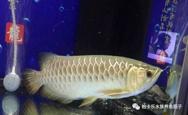 金龍魚撞缸后不吃東西了：金龍魚撞缸后不吃東西怎么辦