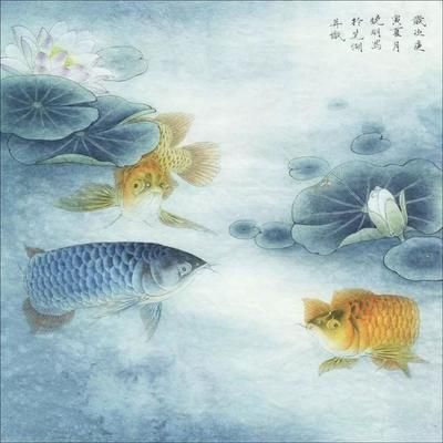 藍色金龍魚代表什么意思啊女生：藍色金龍魚代表什么意思？
