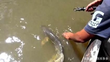 十大龍魚品牌排名第一：2024年十大龍魚品牌排名