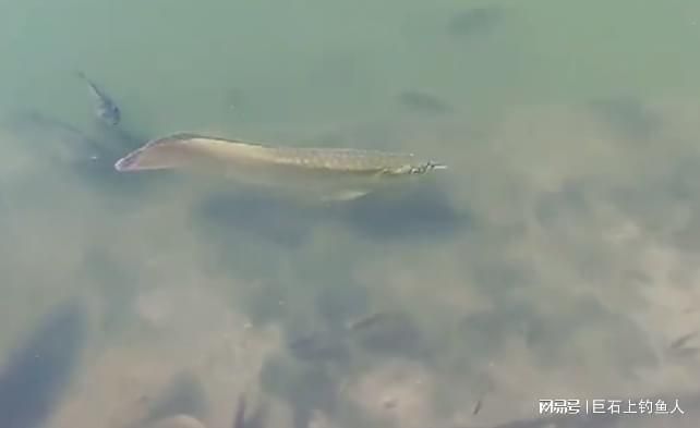 十大龍魚品牌排名第一：2024年十大龍魚品牌排名