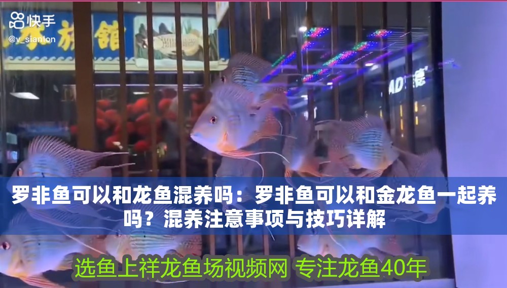 羅非魚可以和龍魚混養嗎：羅非魚可以和金龍魚一起養嗎？混養注意事項與技巧詳解