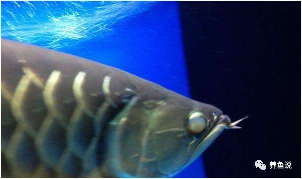 如何區分龍魚的外蒙和內蒙？