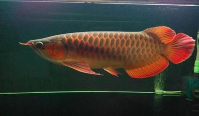 紅龍魚植物性餌料品牌推薦：紅龍魚植物性餌料品牌 紅龍魚植物性餌料品牌推薦：紅龍魚植物性餌料品牌 龍魚百科 第5張