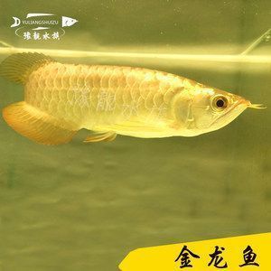 金龍魚高背好還是過背好怎么區(qū)別（過背金龍魚與高背金龍魚品種鑒賞入門指南入門指南）